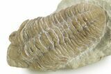 Kainops Trilobite - Black Cat Mountain, Oklahoma #376955-1